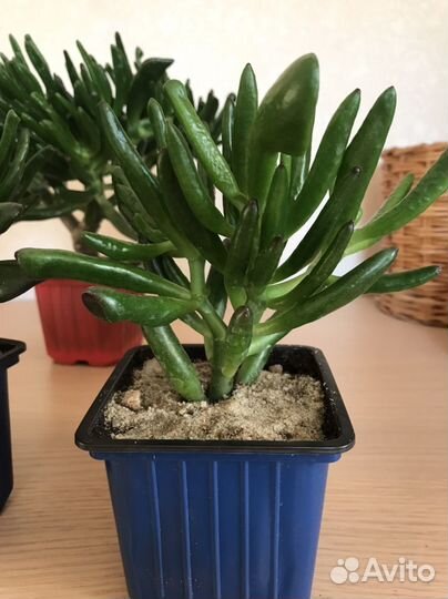 Крассула хоббит