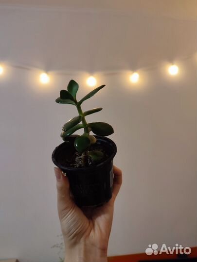 Толстянка (крассула)