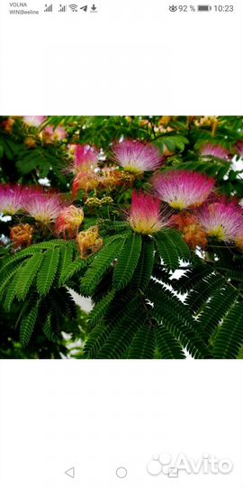 Альбиция ленкоранская