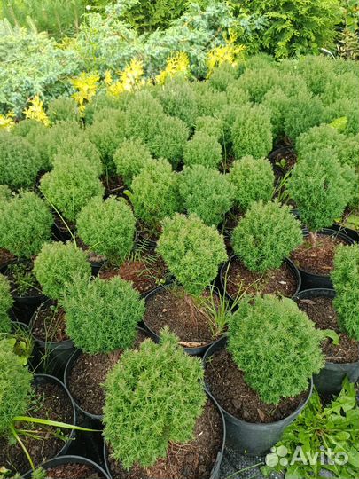 Туя шаровидная 5 видов