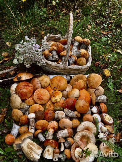 Грибы маринованные,грибная икра,грузди соленые