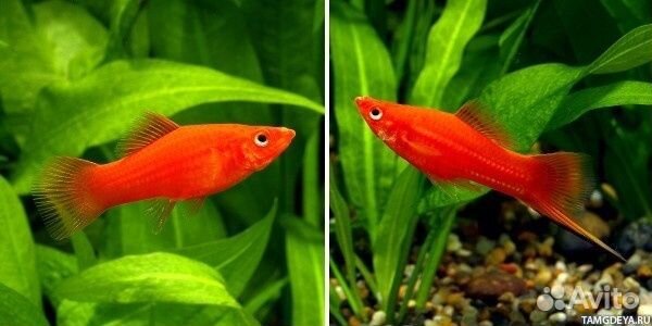 Аквариумные рыбки, мечики, гуппи и мольки
