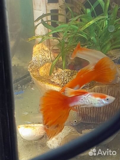 Аквариумные рыбки, улитки