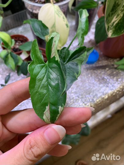 Сингониумы сортовые