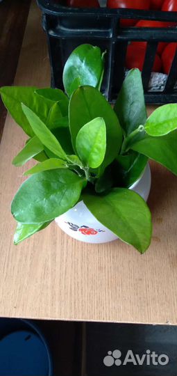 Педилантус