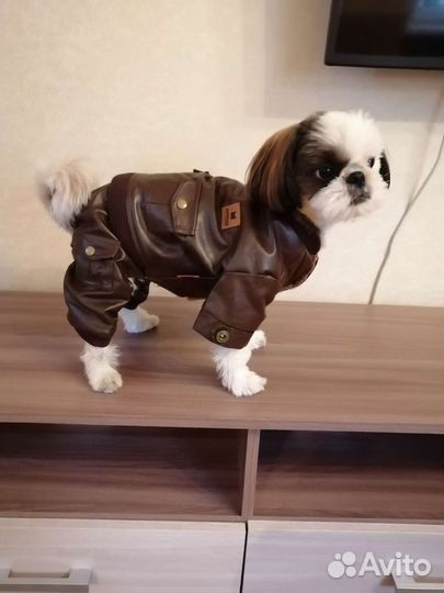 Кожаный костюм для маленьких собак /кошек