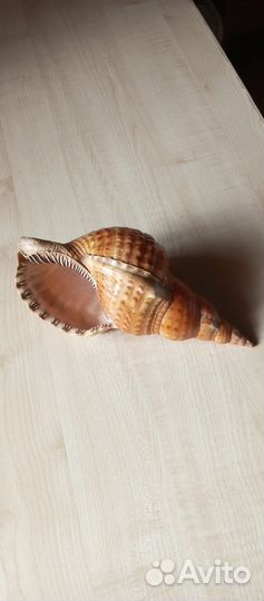 Большая морская ракушка