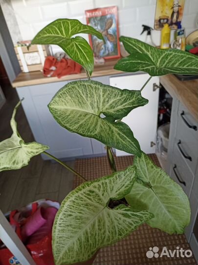 Сингониум вайт баттерфляй