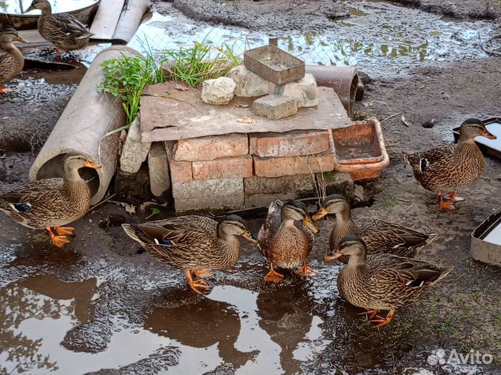 Утки подсадные