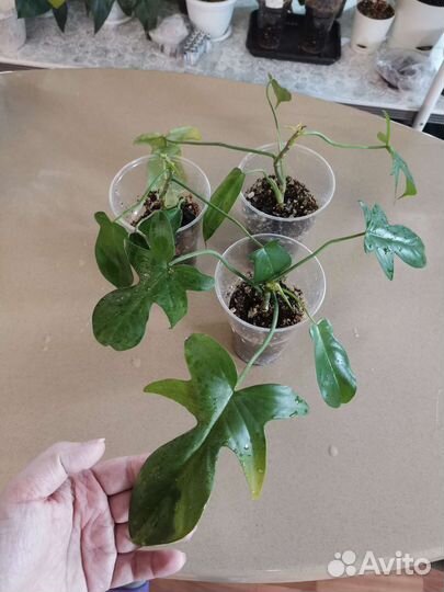 Филодендрон Чешуеносный