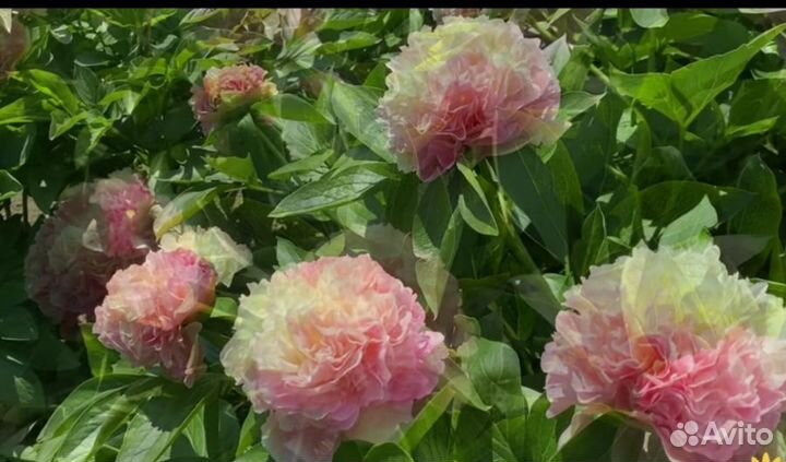 Пион корень Луис чойз