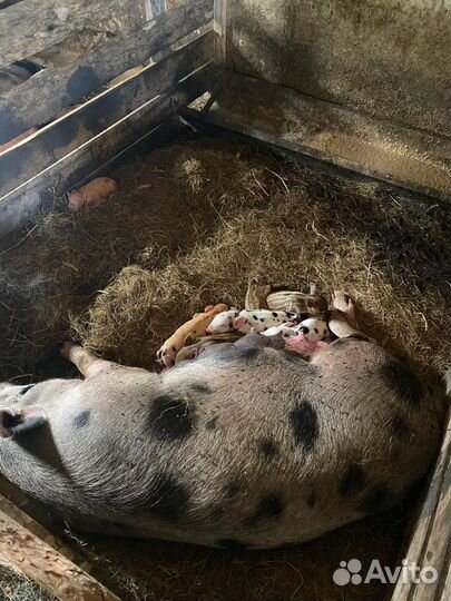 Поросята
