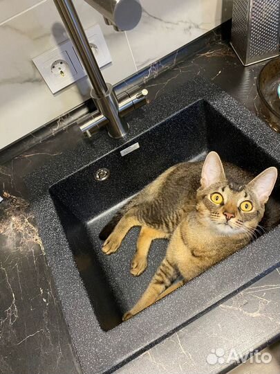 Передержка кошек