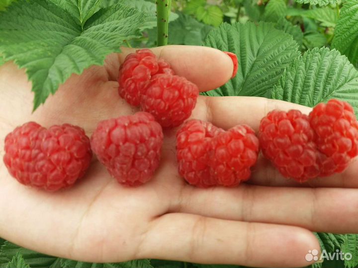 Малина саженцы сортовая