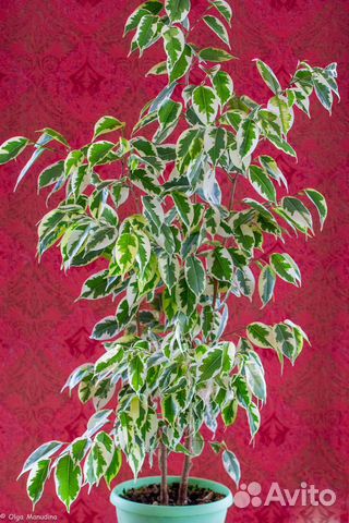 Фикус Бенджамина
