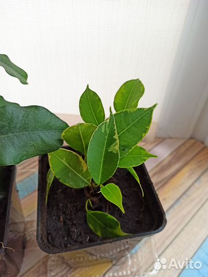 Фикус бенджамина