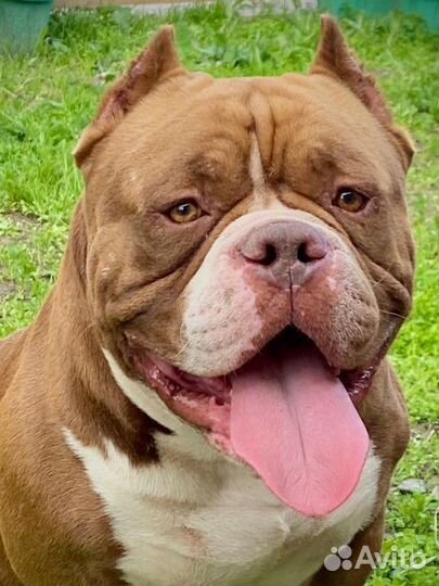 Щеночки американских булли покет