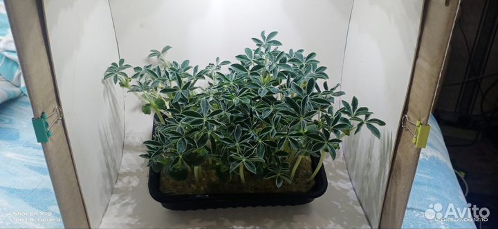 Микрозелень Люпин белый