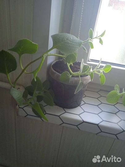 Комнатные цветы