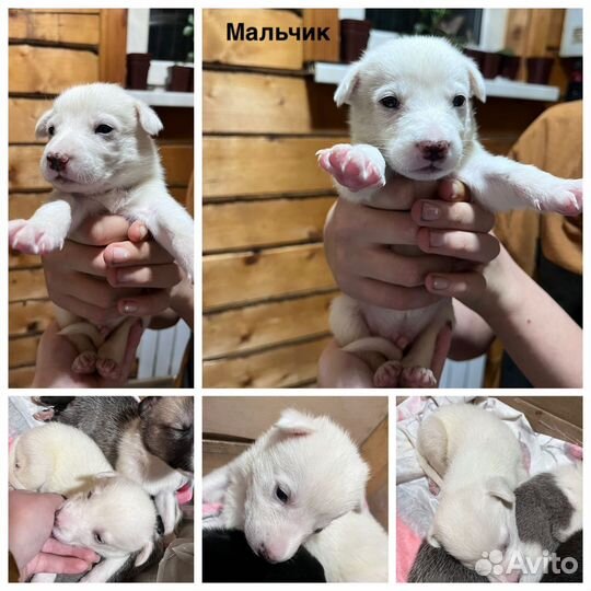 Щенки в добрые руки