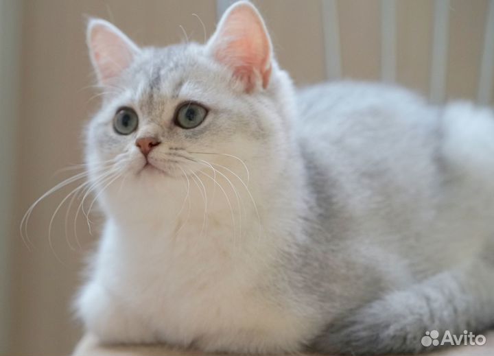 Котёнок британская шиншилла