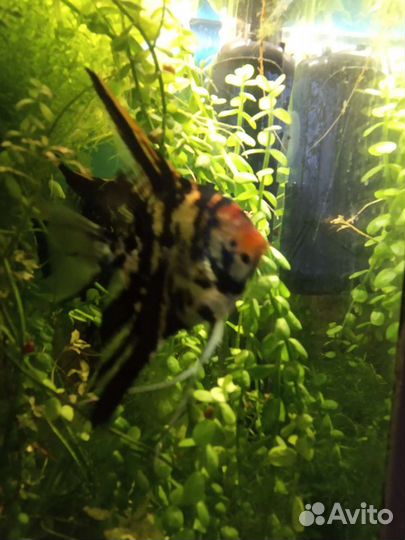 Анцытрусы,скалярии