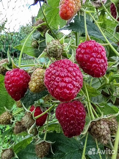 Саженцы малины ремонтантной, смородины