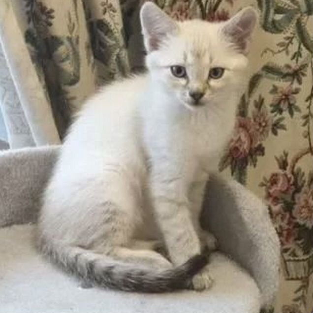 Котёнок в добрые руки