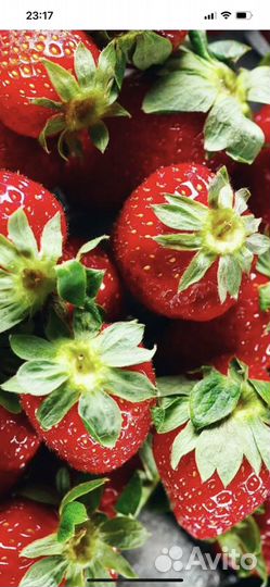 Тибетская малина