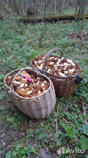 Грибы сморчки