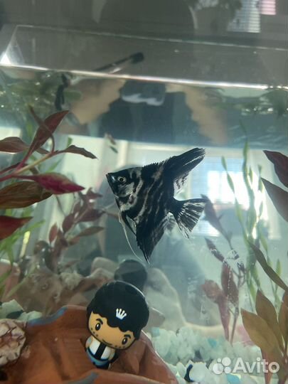 Продам скалярию