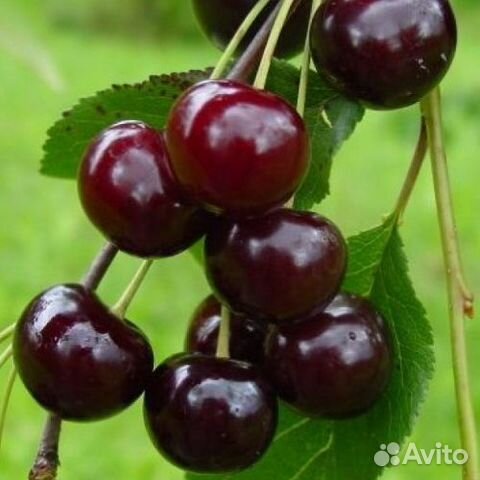 Саженцы Вишни