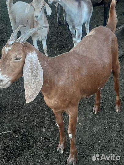 Дойные козы