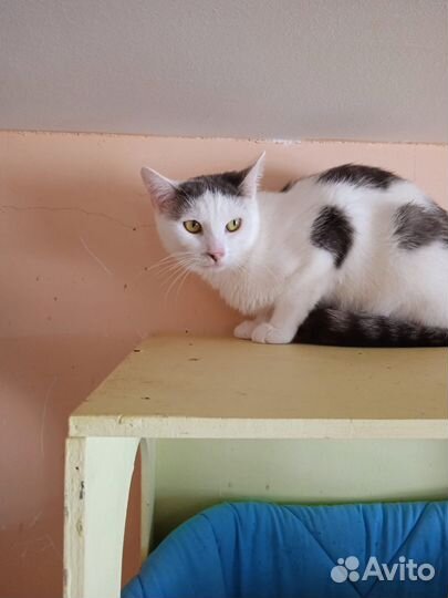 Кошка ищет дом