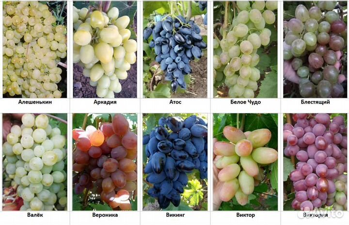 Саженцы винограда двухлетки от профессионала