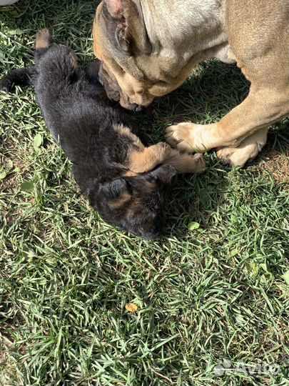 Щенки немецкой овчарки