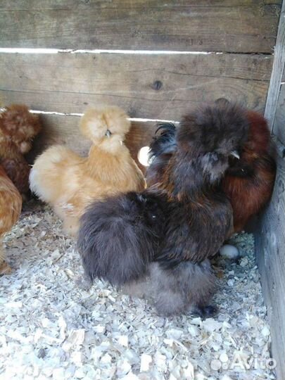 Шелковые куры