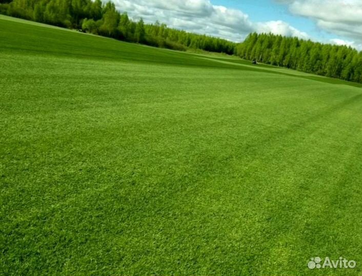 Рулонный газон