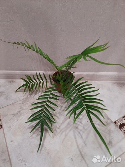 Птерис Логинфолия