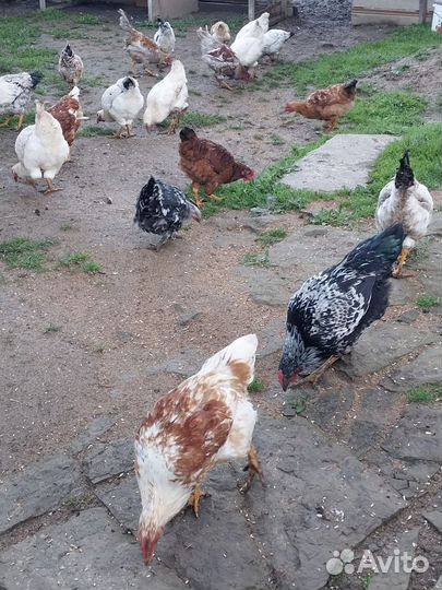 Петушки молодки