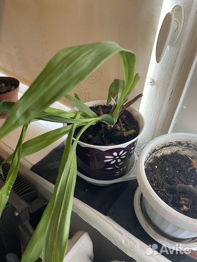 Комнатные растения цветы