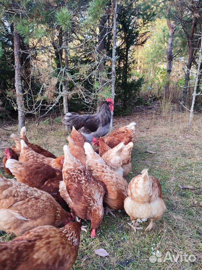 Куры несушки