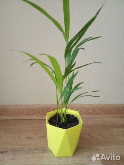 Хризолидокарпус