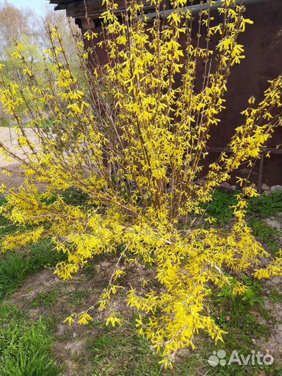 Клематисы и другие красивые цветы