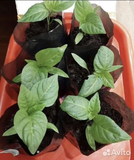 Рассада помидоры, перец, баклажаны