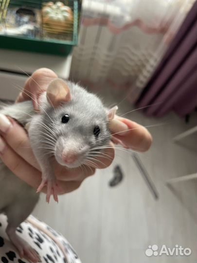 Крысы отдам бесплатно