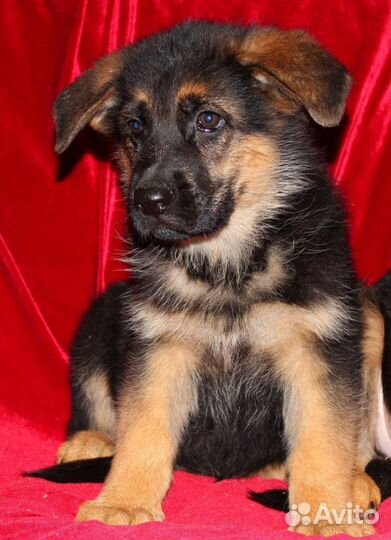 Щенята овчарки. Отдаем в дар