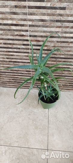 Бегония, алое, традесканция, агава