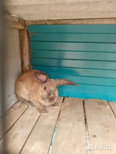 Продам крола