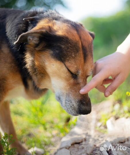 Собаки приюта ищут дом